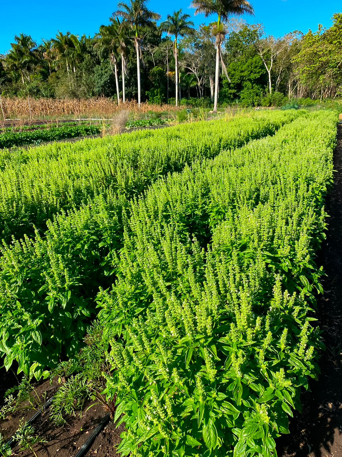 Cilantro, Rábano y Cebollín
